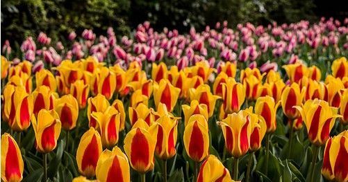 DE TULIPANES Y BURBUJAS